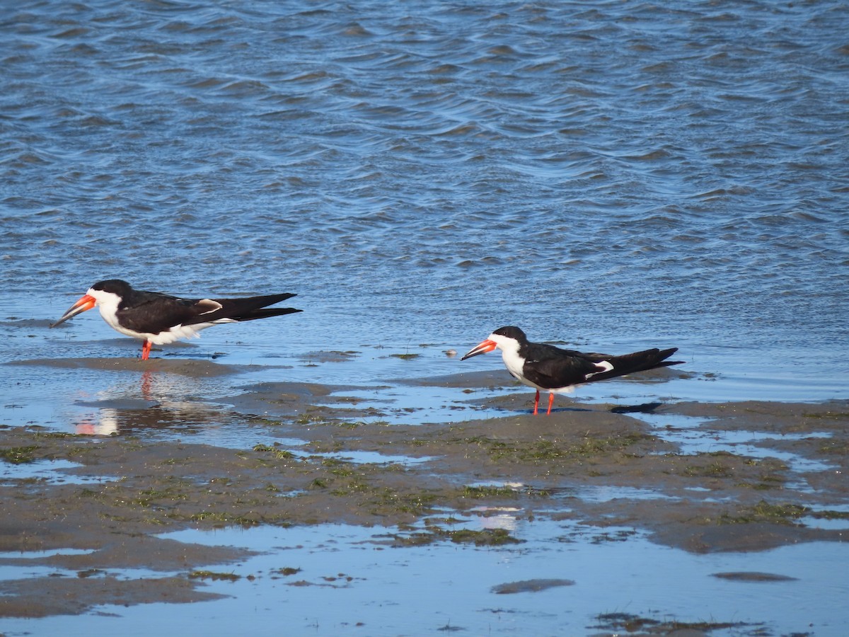 Black Skimmer - ML619603211