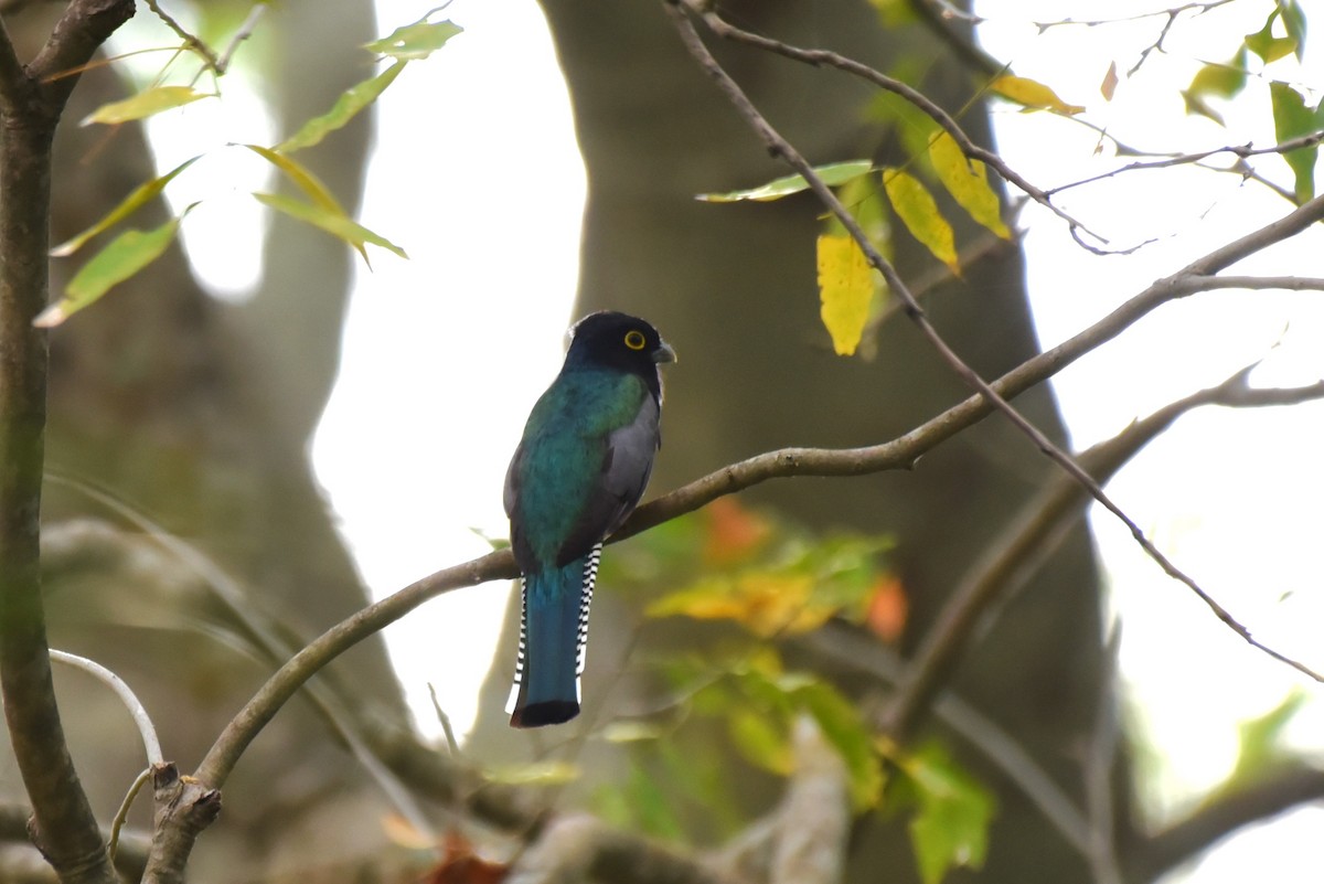 Gartered Trogon - Bruce Mast