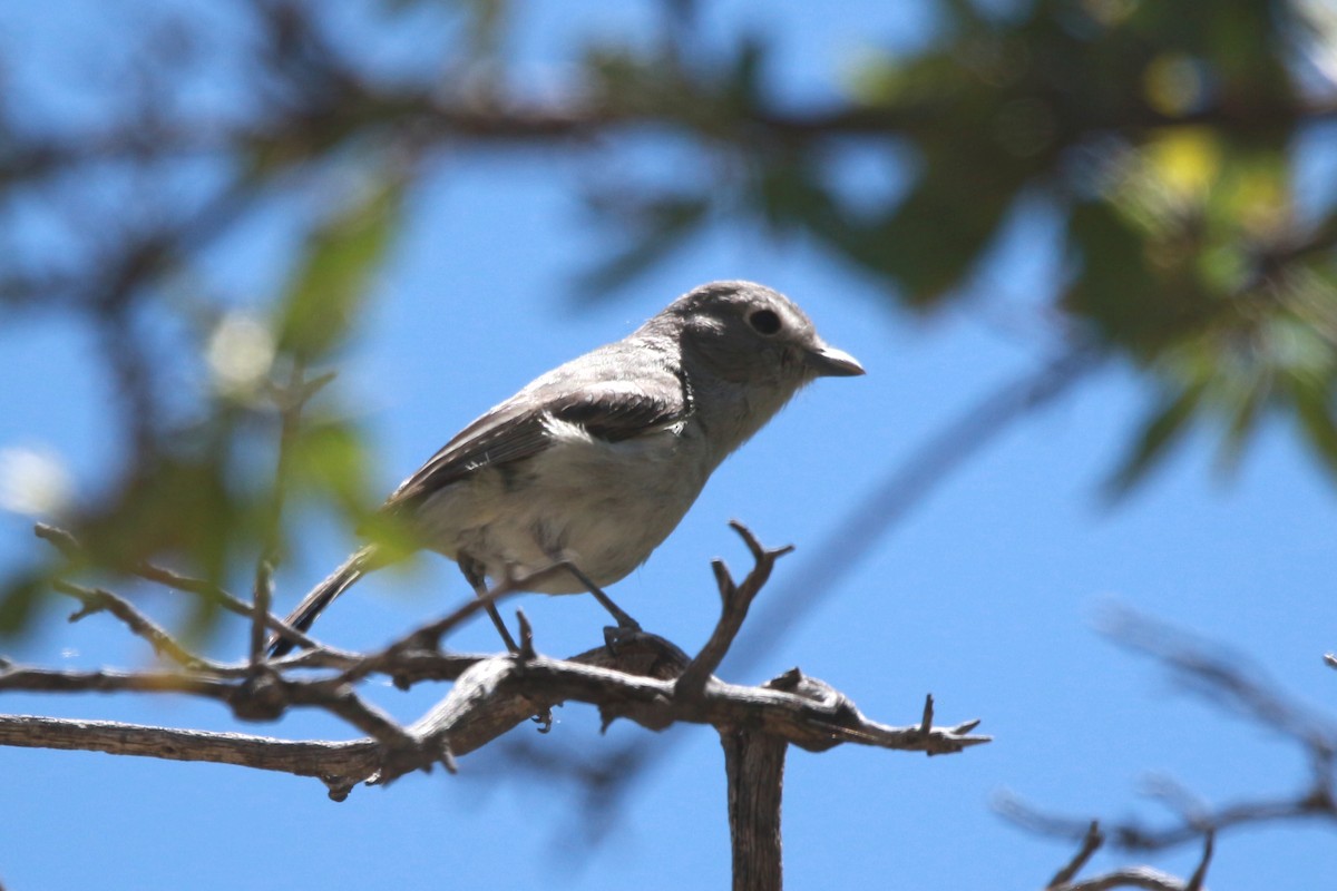 Gray Vireo - Jesse Pline