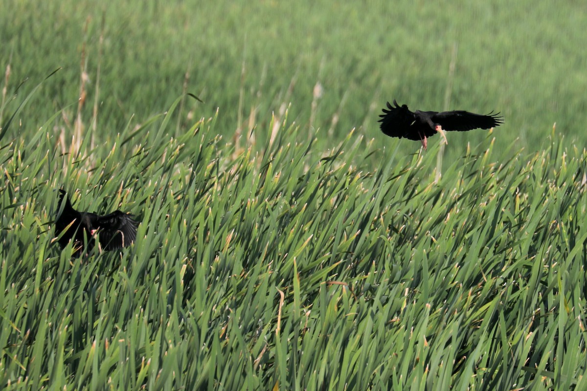 Bare-faced Ibis - ML619603219