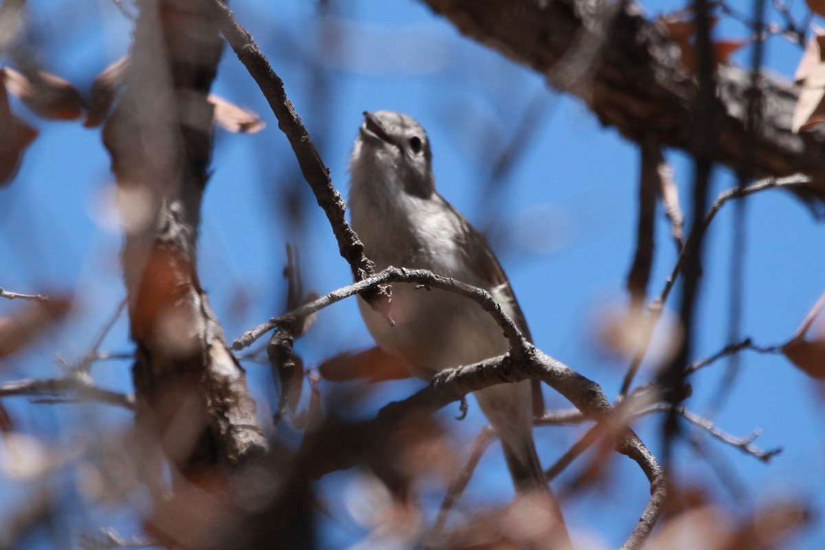 Gray Vireo - Jesse Pline