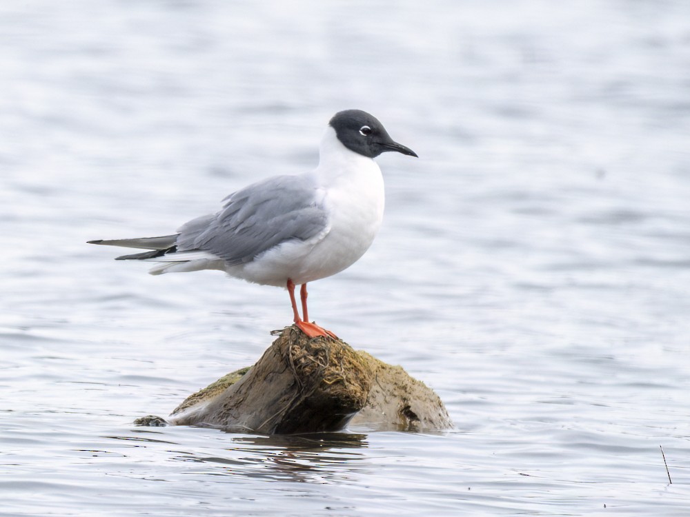 Bonaparte's Gull - Eleanor H Sarren