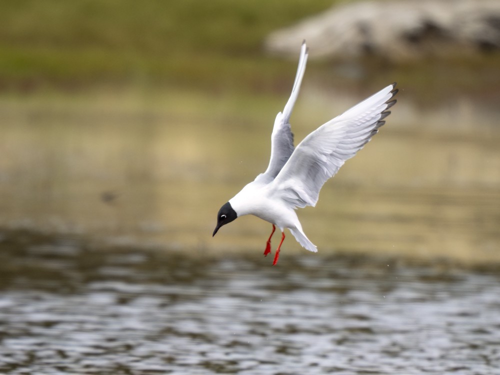 Bonaparte's Gull - Eleanor H Sarren