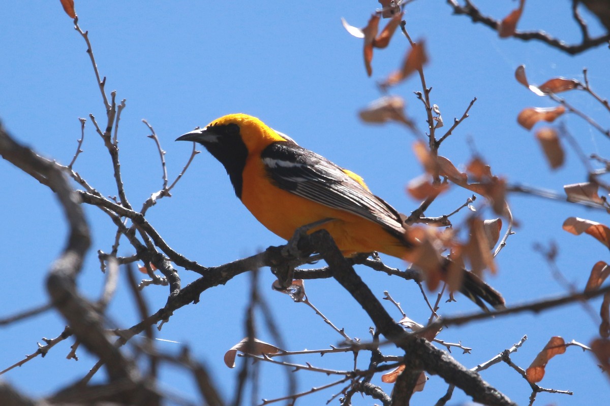 Hooded Oriole - Jesse Pline