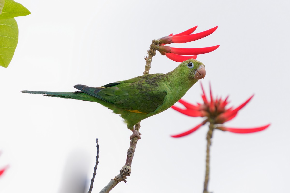 Yellow-chevroned Parakeet - Jonathan Casanova