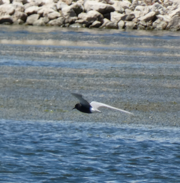 Black Tern - Andrew Bogott