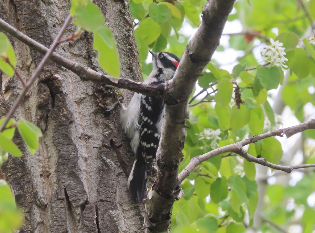 Downy Woodpecker - Violet Kosack