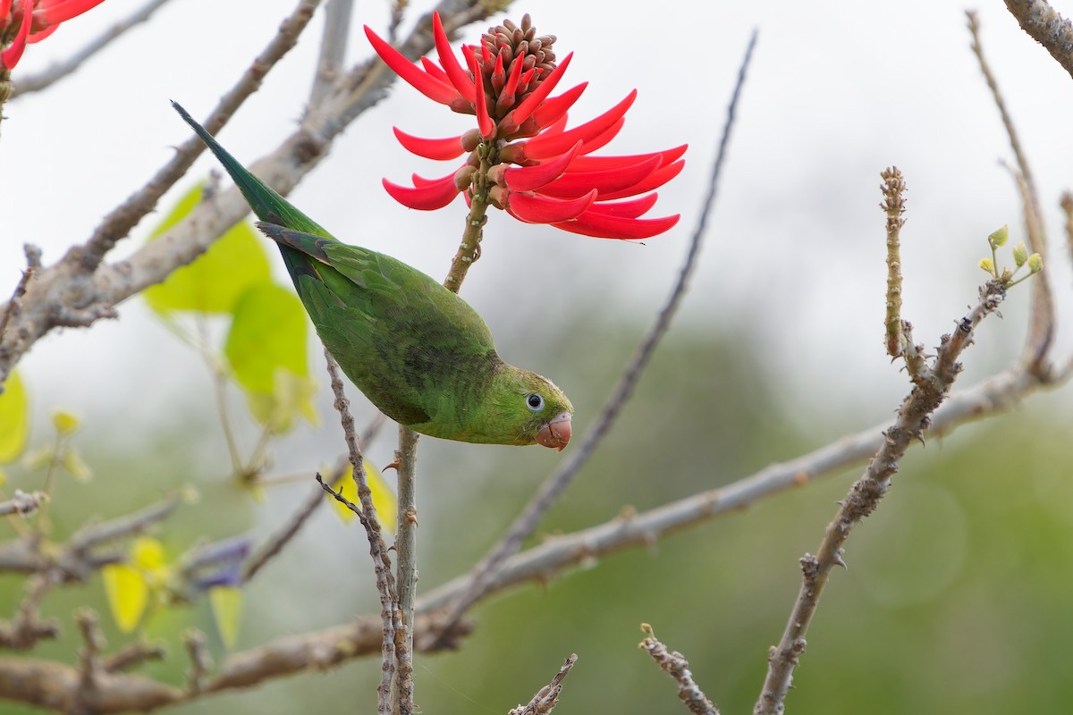 Yellow-chevroned Parakeet - Jonathan Casanova