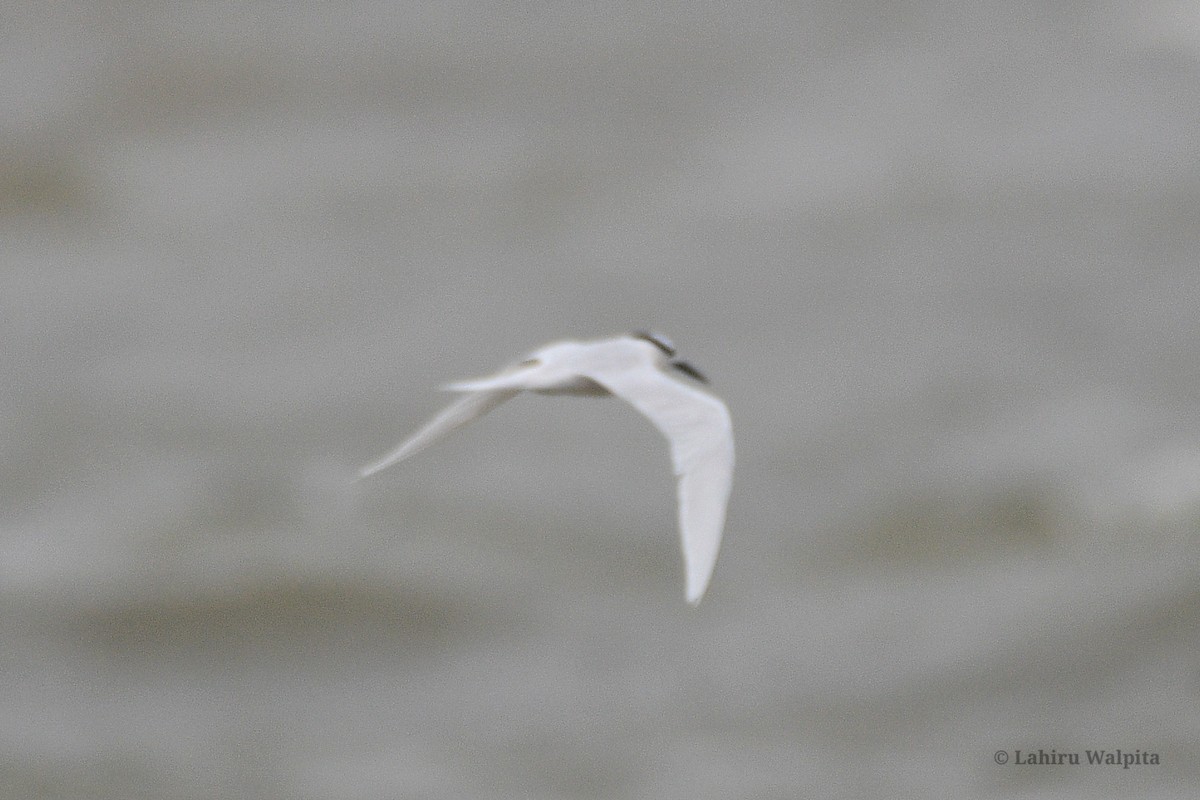 Black-naped Tern - Lahiru Walpita