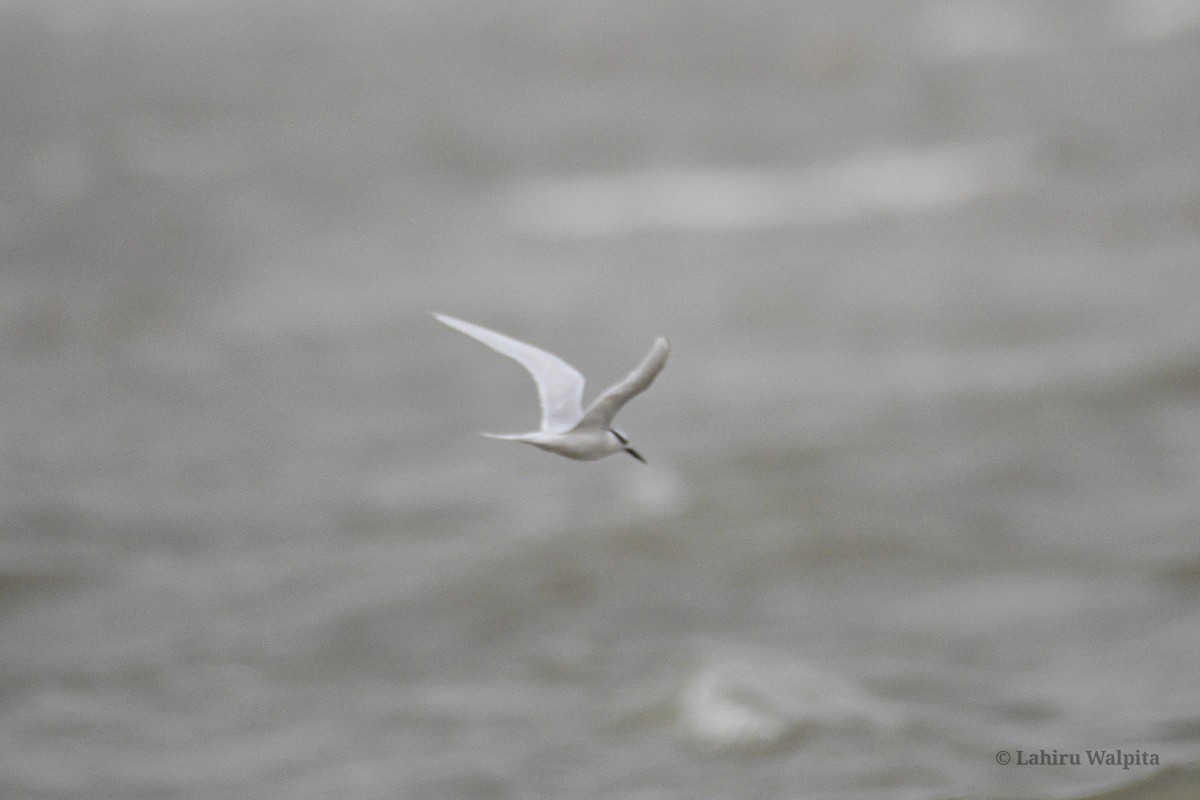 Black-naped Tern - Lahiru Walpita