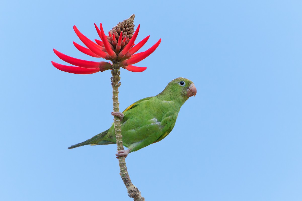 Yellow-chevroned Parakeet - Jonathan Casanova