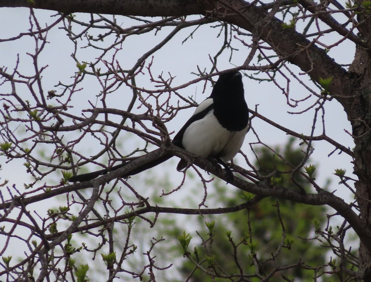 Black-billed Magpie - Violet Kosack