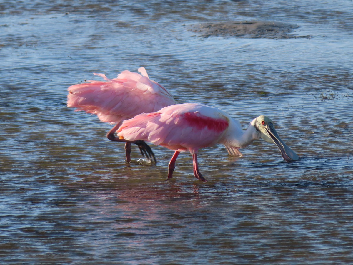 Roseate Spoonbill - carolyn spidle