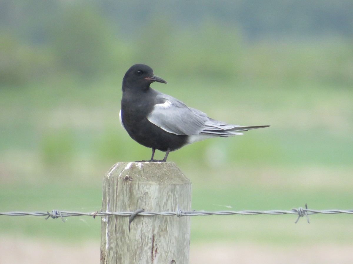 Black Tern - Dennis Kuchar