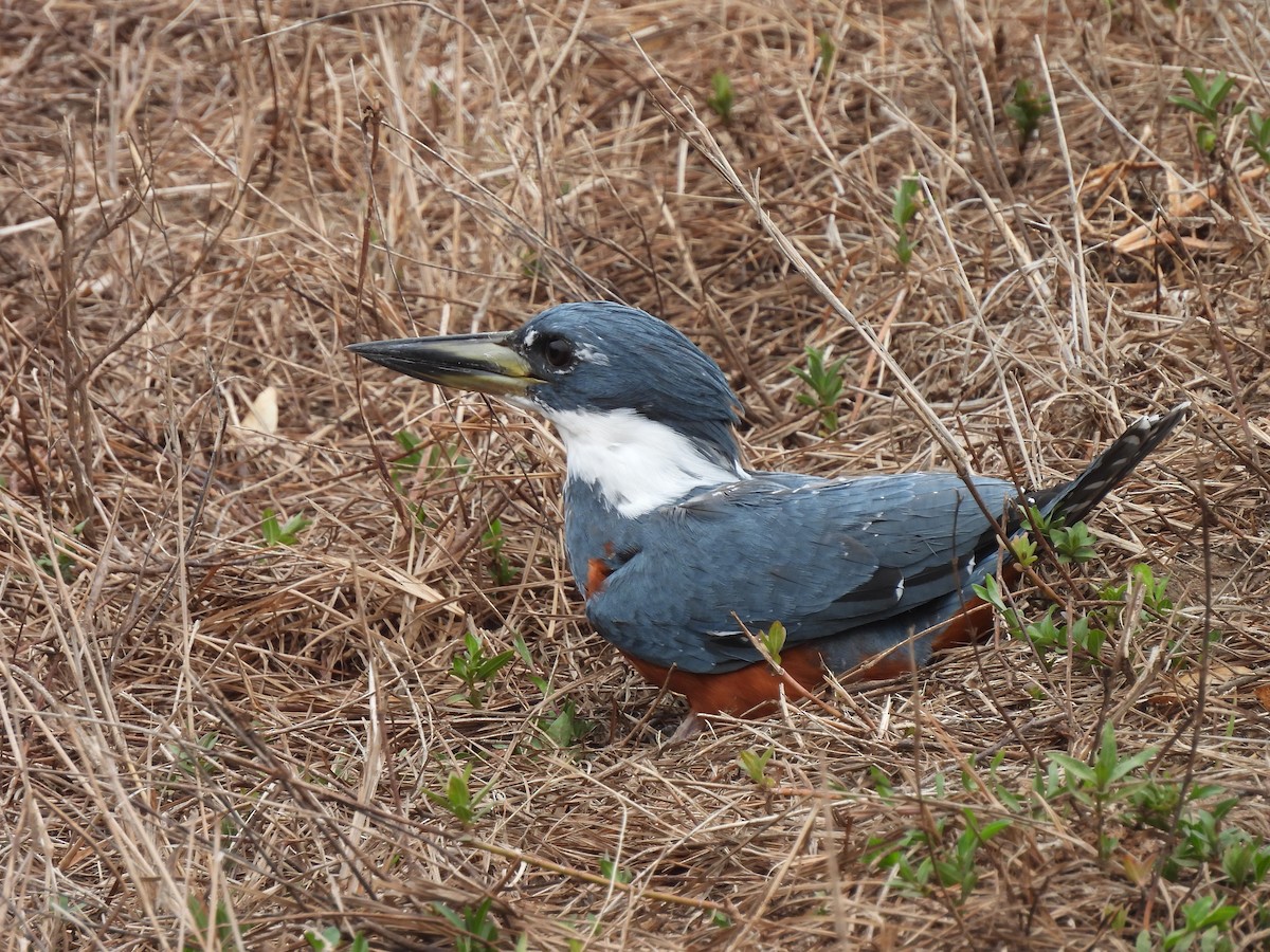 Ringed Kingfisher - ML619603280