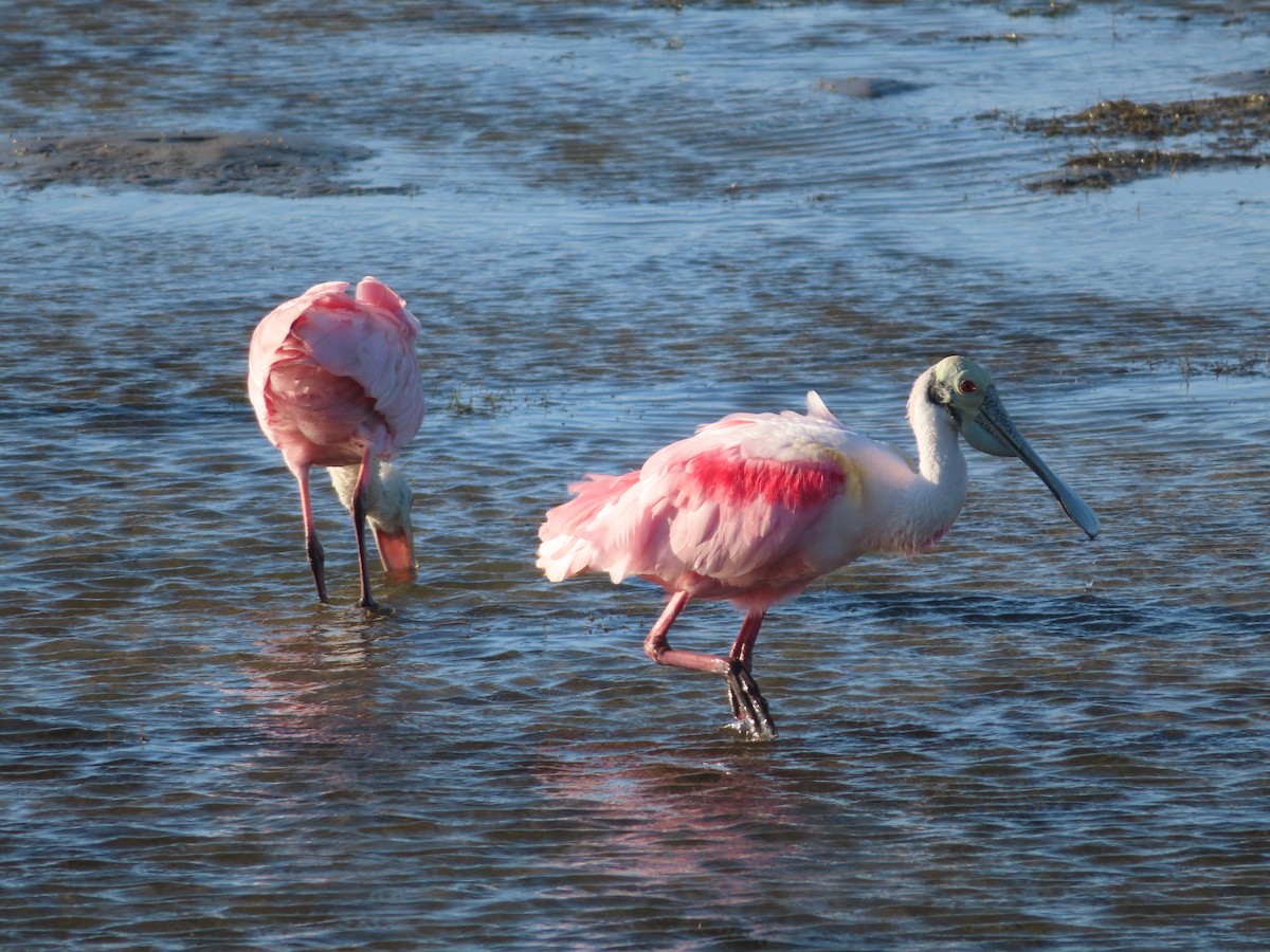 Roseate Spoonbill - carolyn spidle