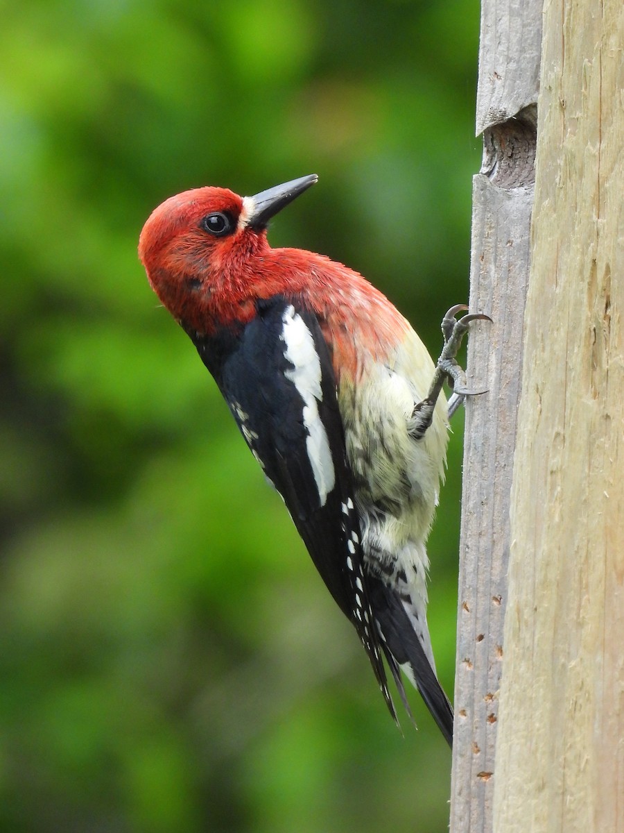 Red-breasted Sapsucker - ML619603282