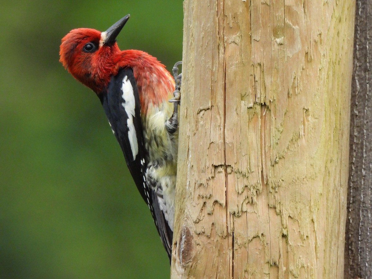 Red-breasted Sapsucker - ML619603283
