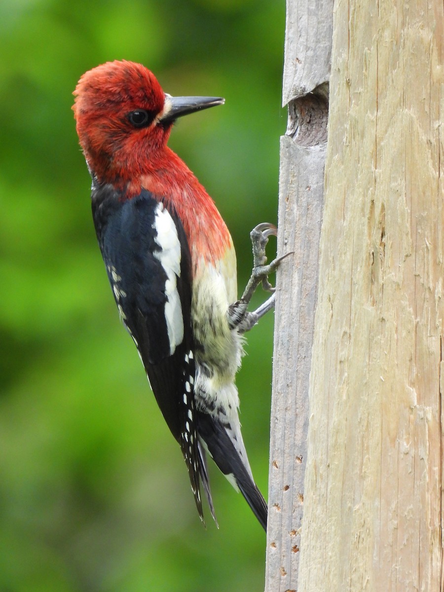 Red-breasted Sapsucker - ML619603284