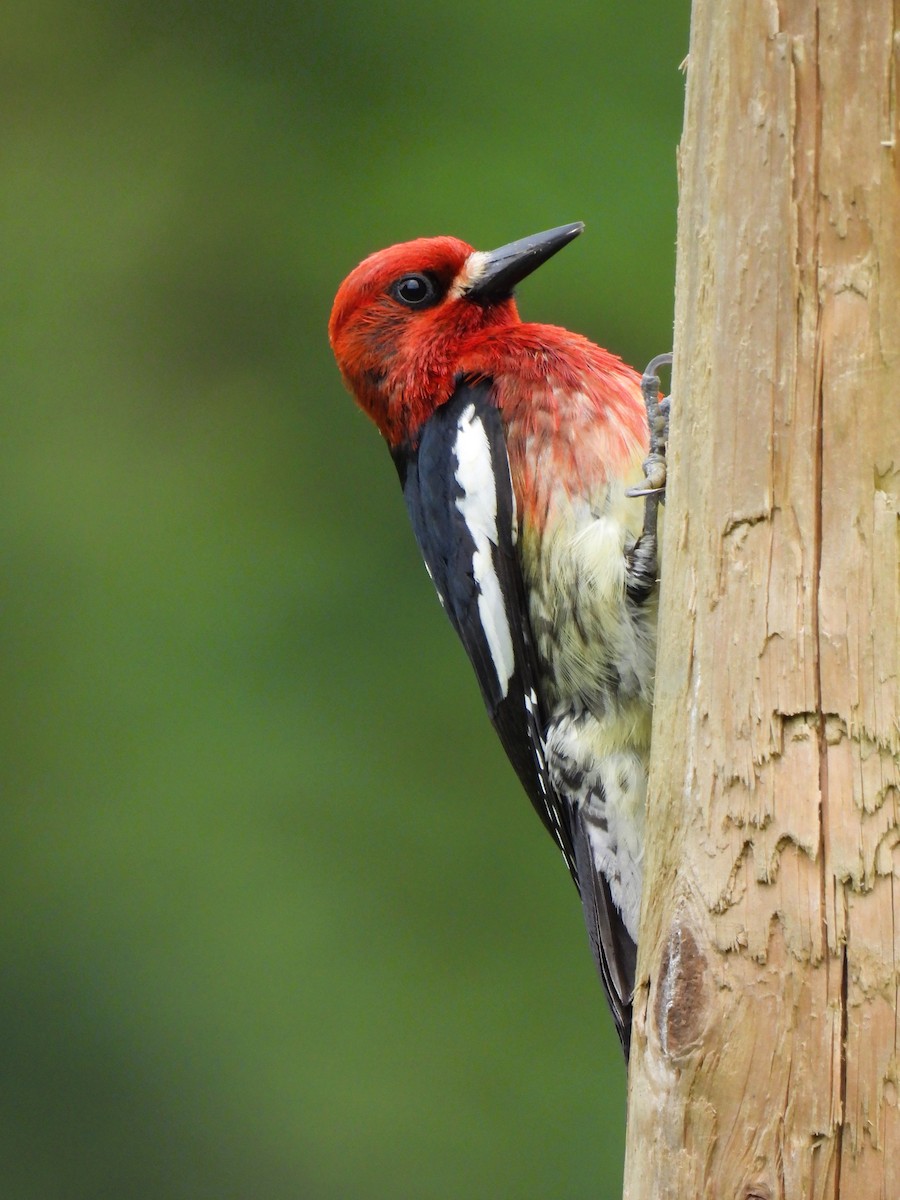 Red-breasted Sapsucker - Tina Toth