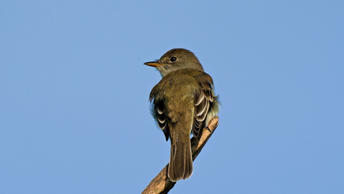 Willow Flycatcher - Craig Becker