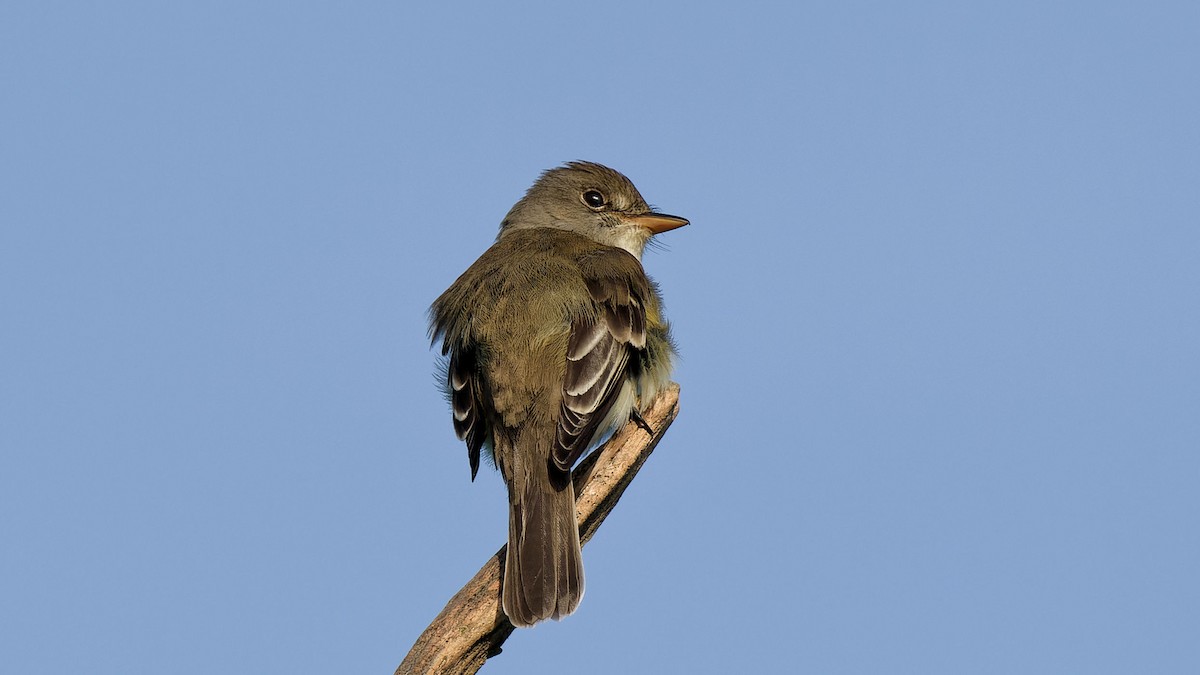 Willow Flycatcher - Craig Becker