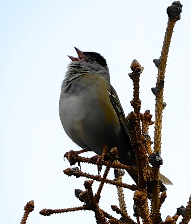 Golden-crowned Sparrow - Dan Bilderback