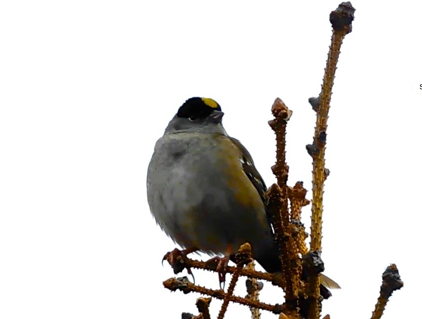 Golden-crowned Sparrow - Dan Bilderback
