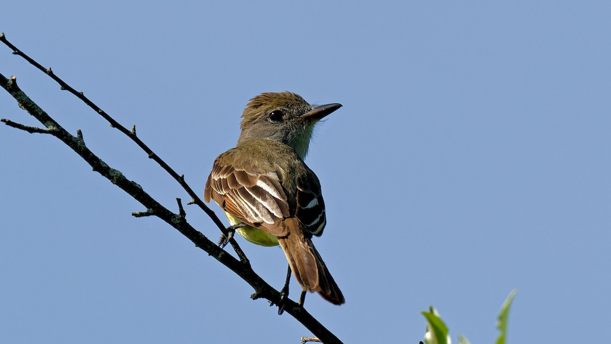 Great Crested Flycatcher - Craig Becker