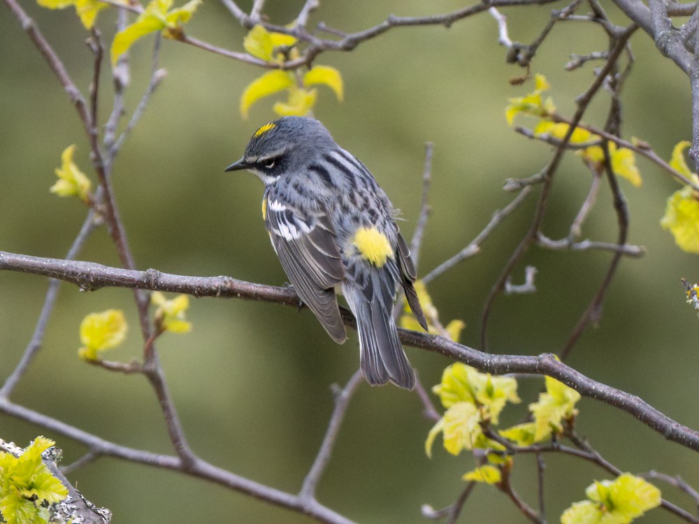 Yellow-rumped Warbler (Myrtle) - Eleanor H Sarren