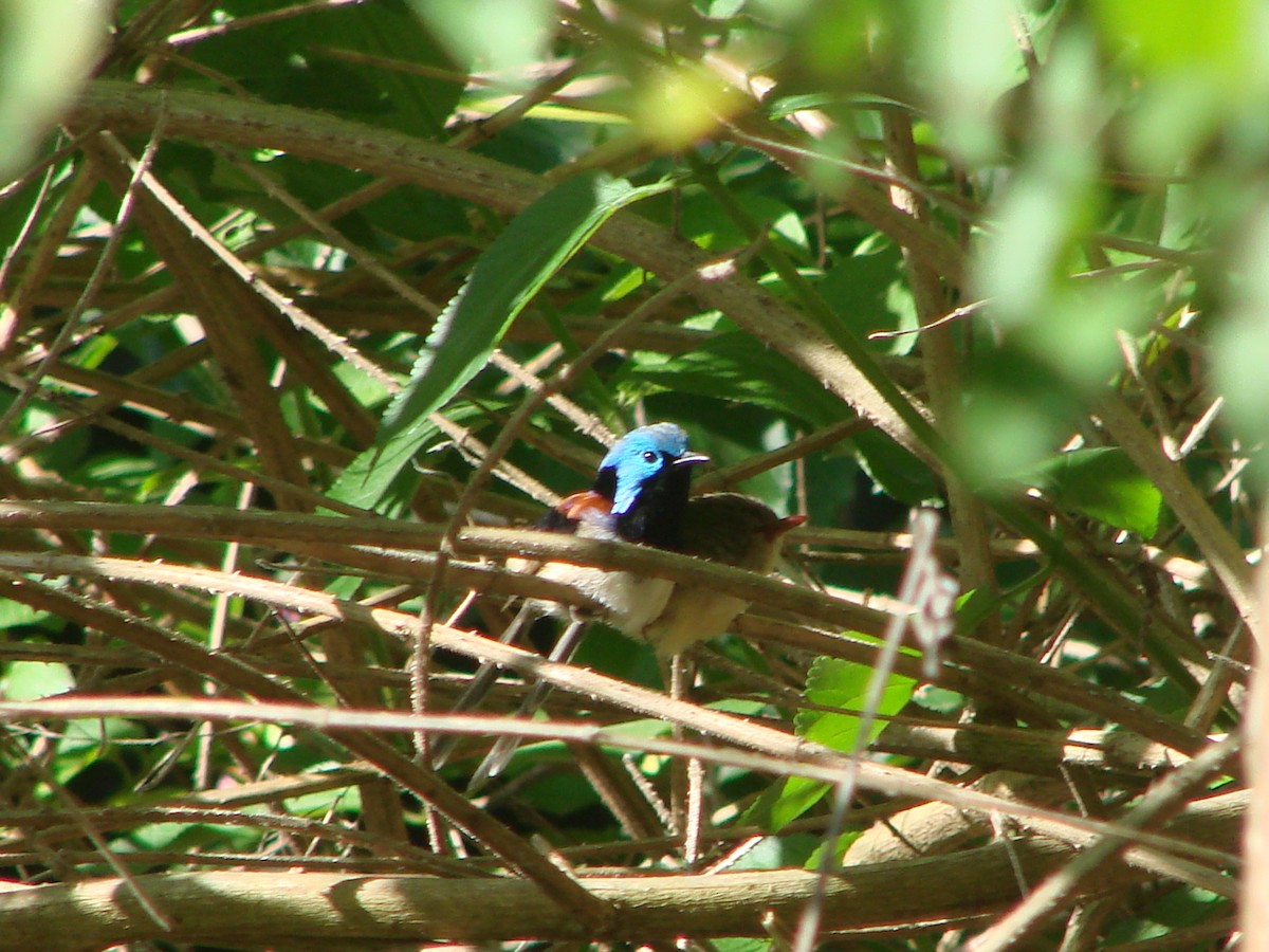 Variegated Fairywren - Andrew Bishop