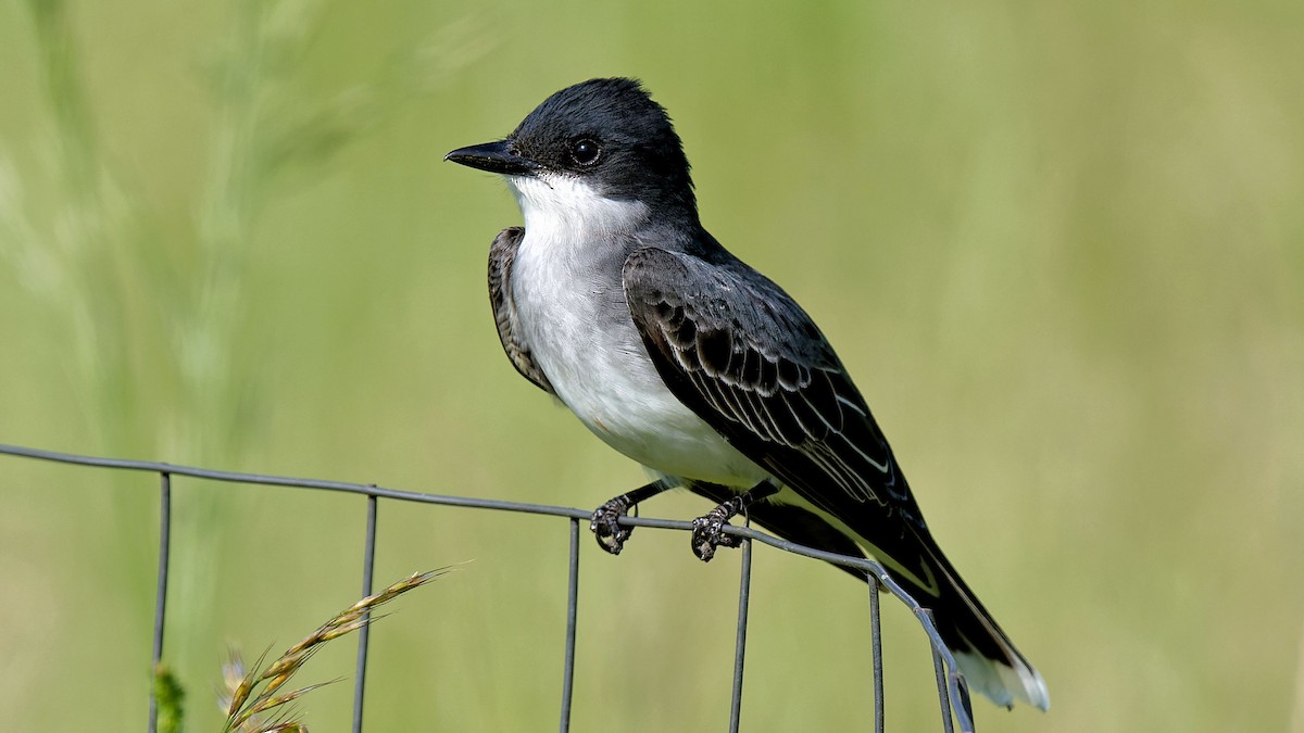 Eastern Kingbird - Craig Becker