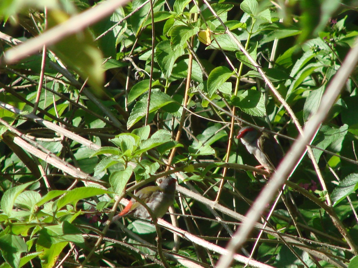 Red-browed Firetail - Andrew Bishop