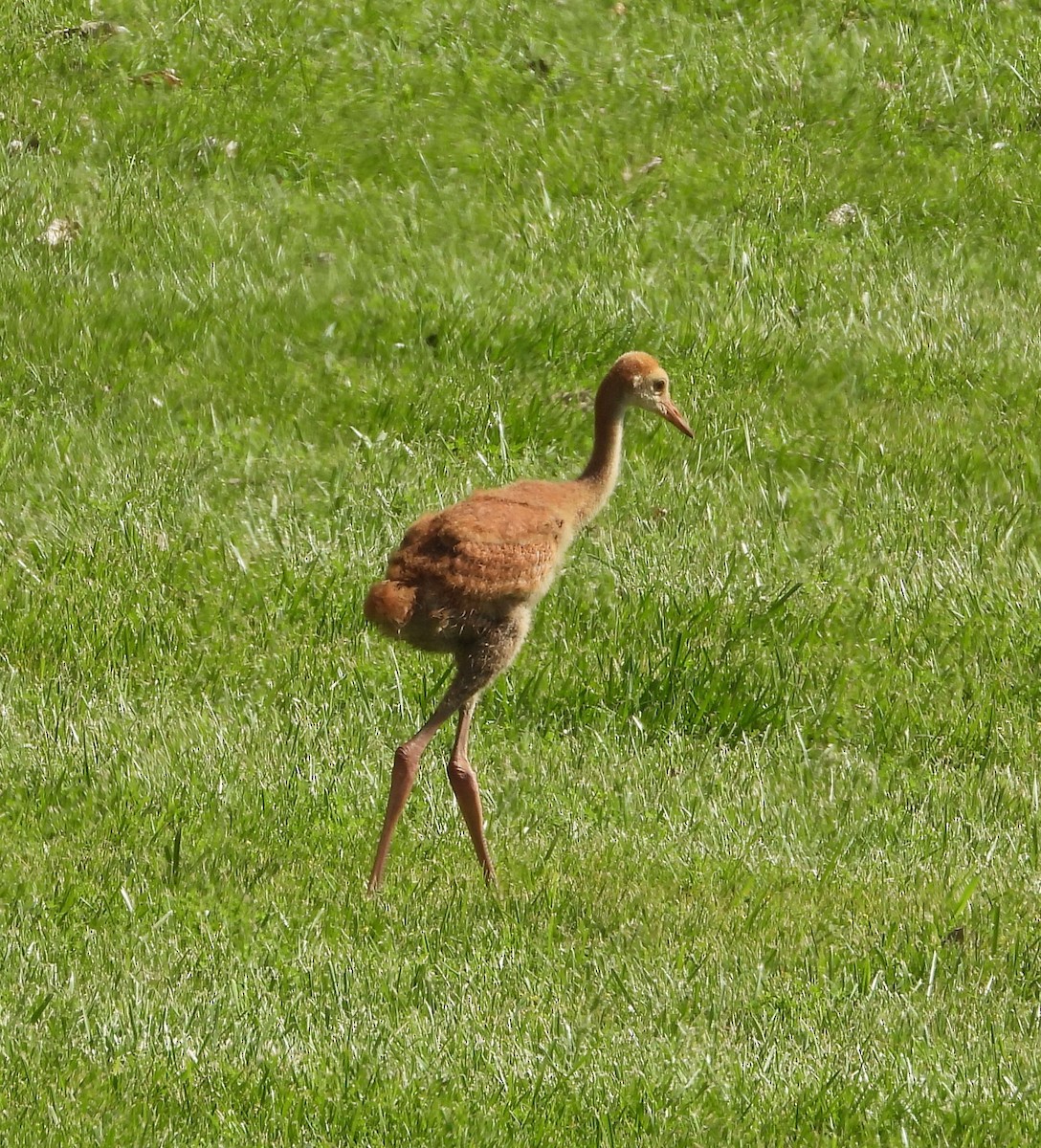 Sandhill Crane - Amy Lyyski