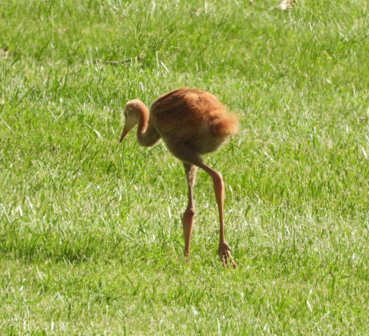 Sandhill Crane - Amy Lyyski