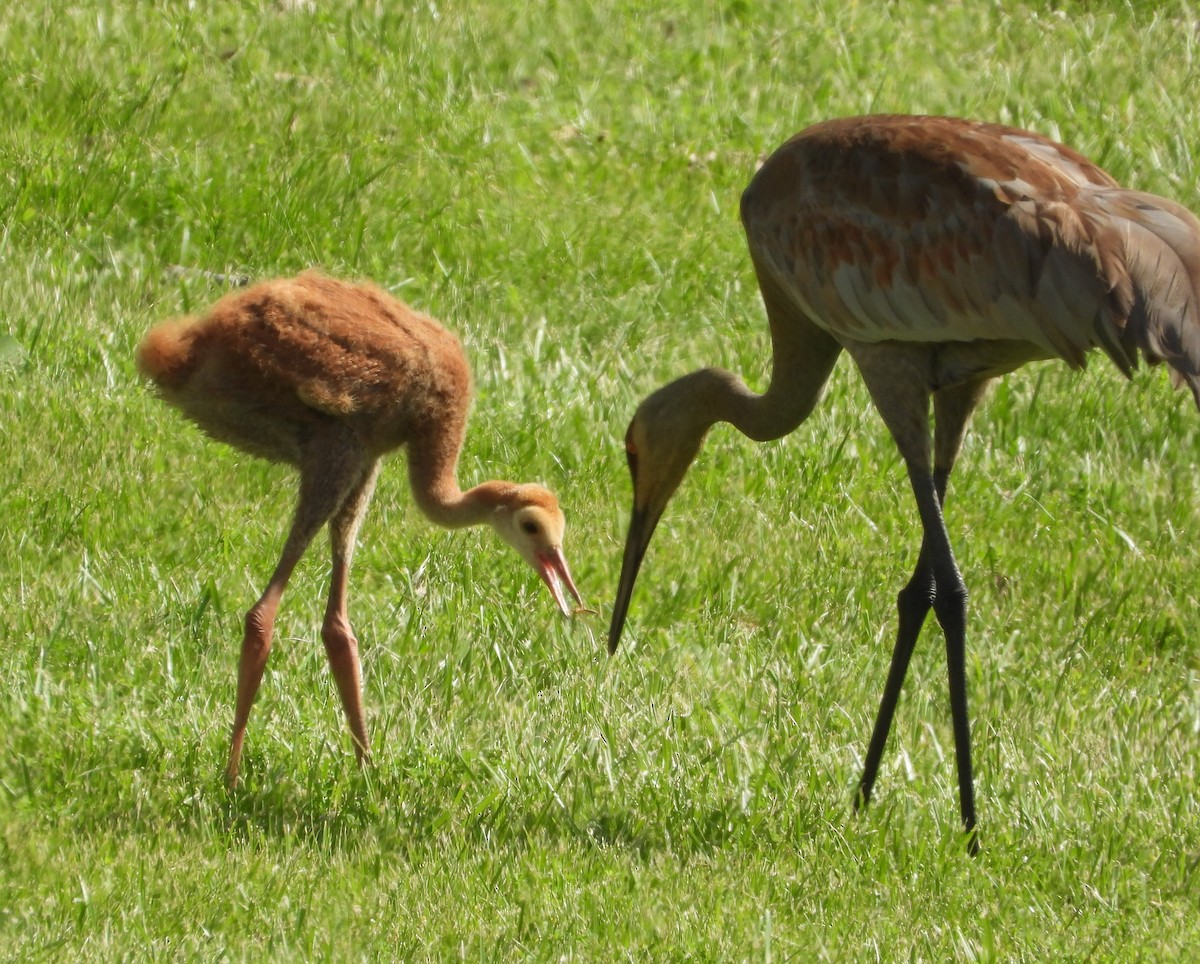 Sandhill Crane - Amy Lyyski