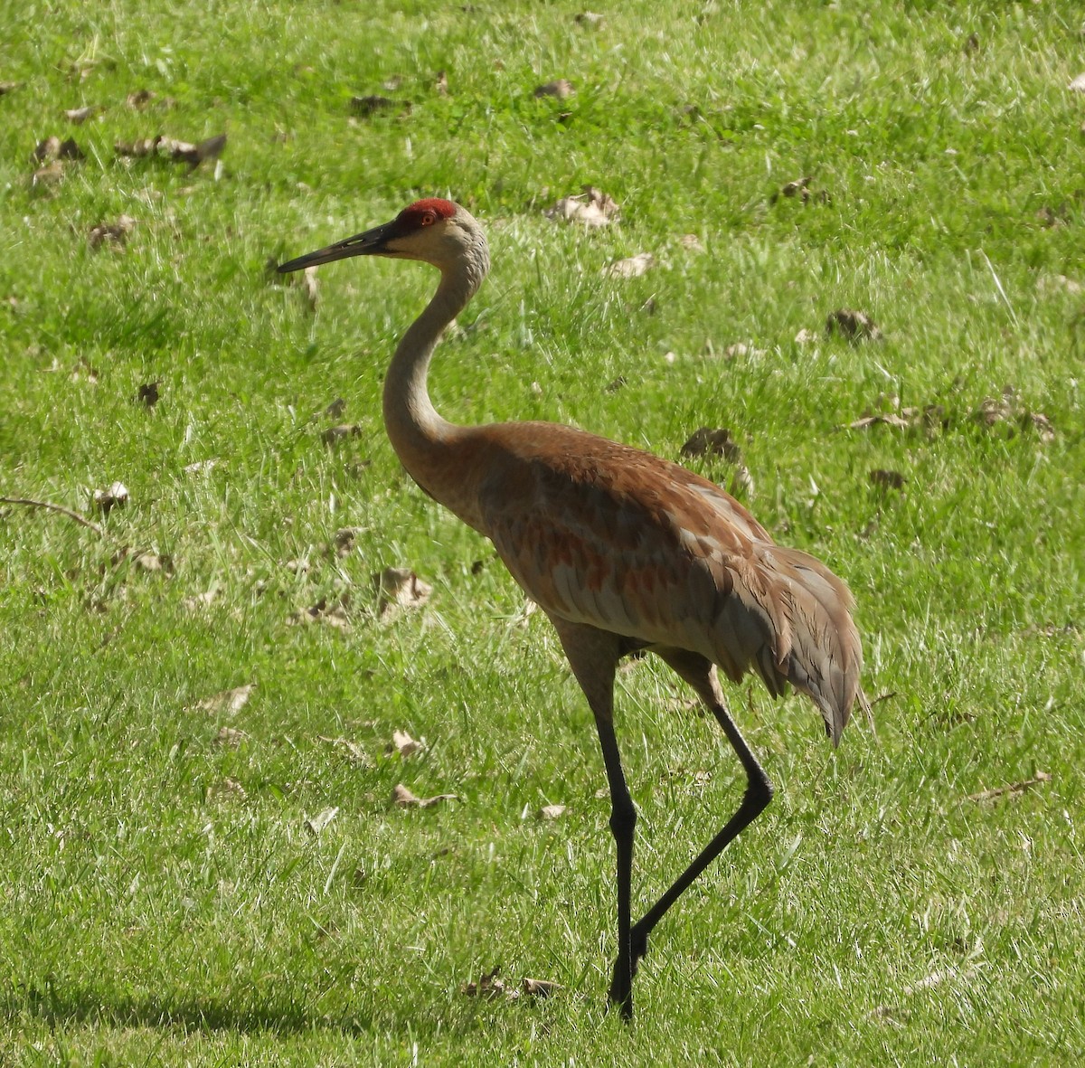 Sandhill Crane - Amy Lyyski