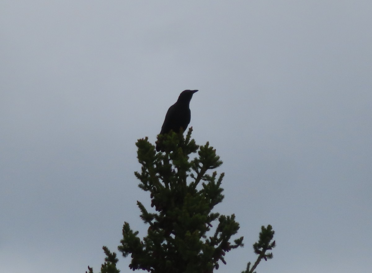 American Crow - Violet Kosack