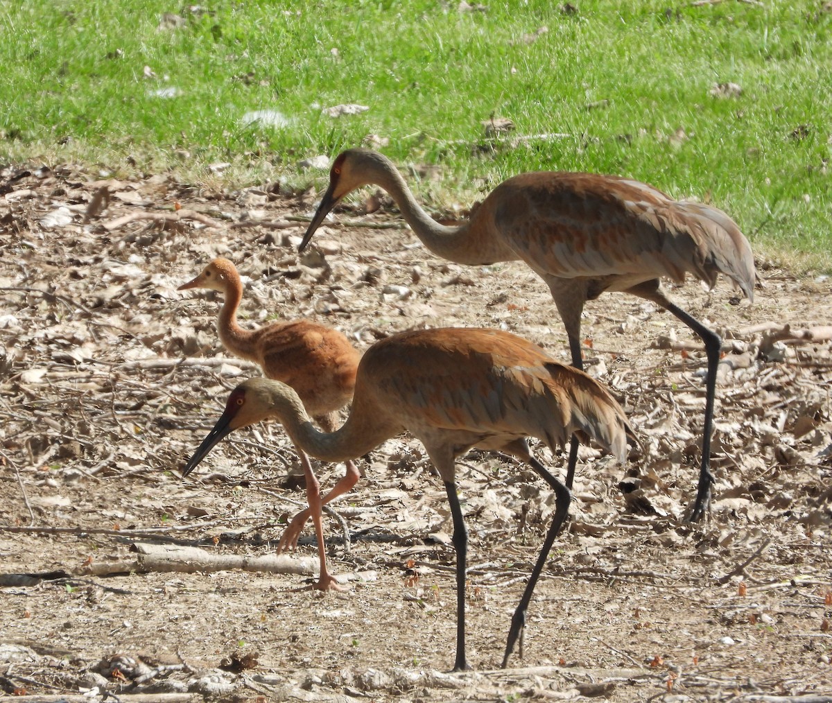 Sandhill Crane - Amy Lyyski