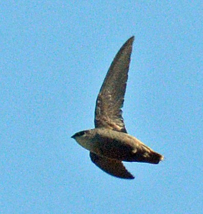 Chimney Swift - ML619603331