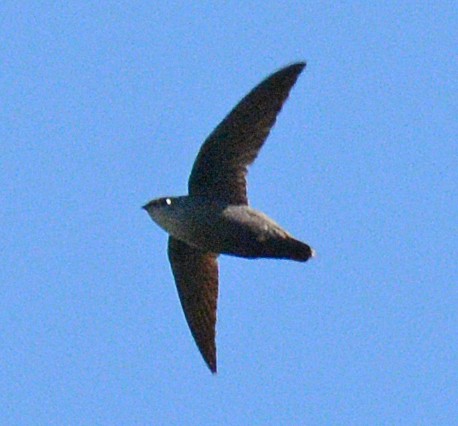 Chimney Swift - ML619603333