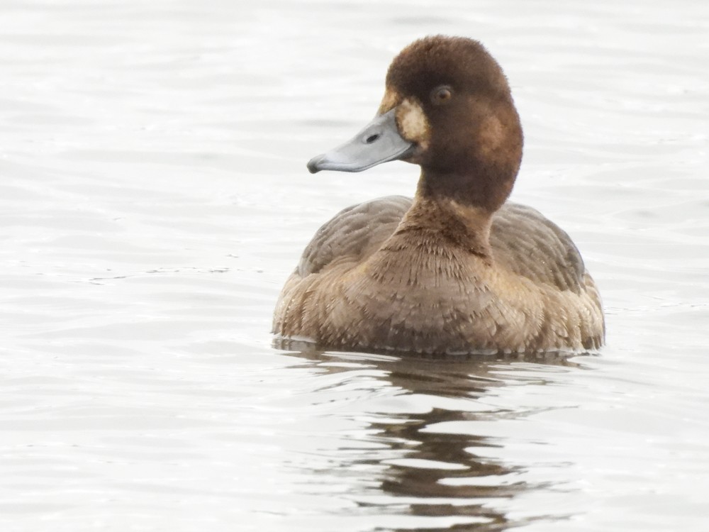 Lesser Scaup - Eleanor H Sarren