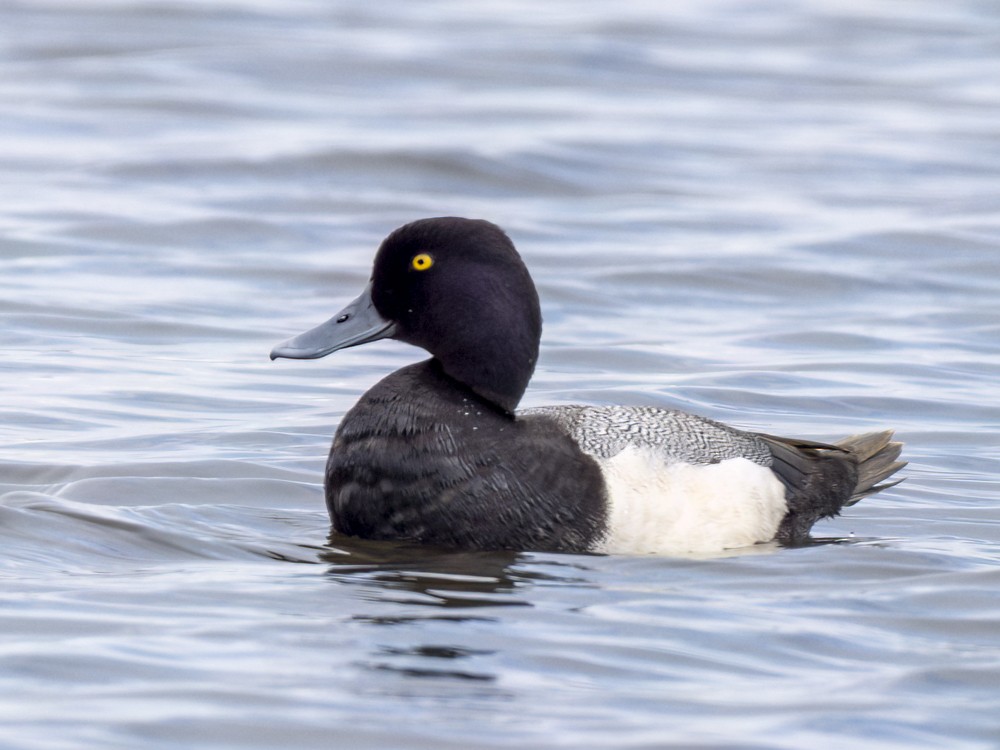 Lesser Scaup - Eleanor H Sarren