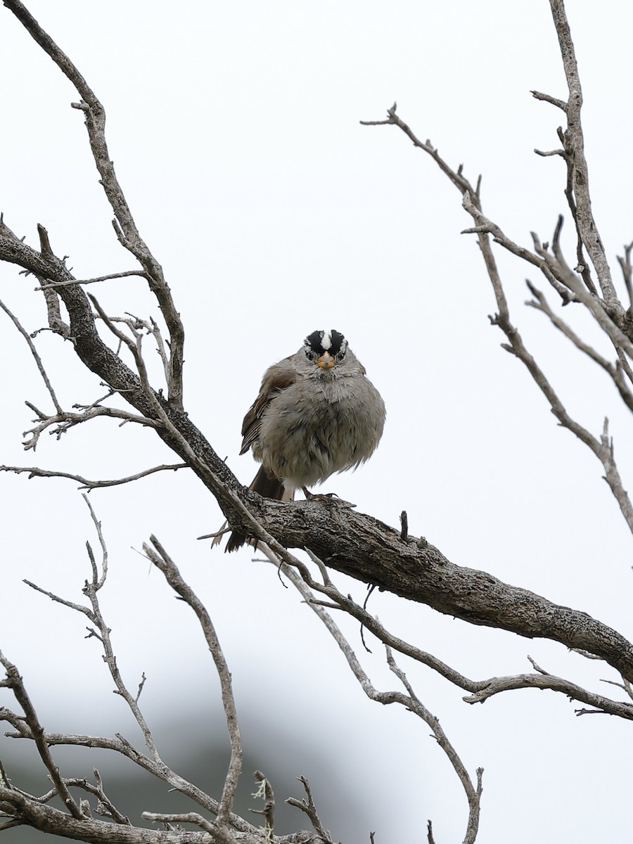 White-crowned Sparrow - Hampus Sandberg