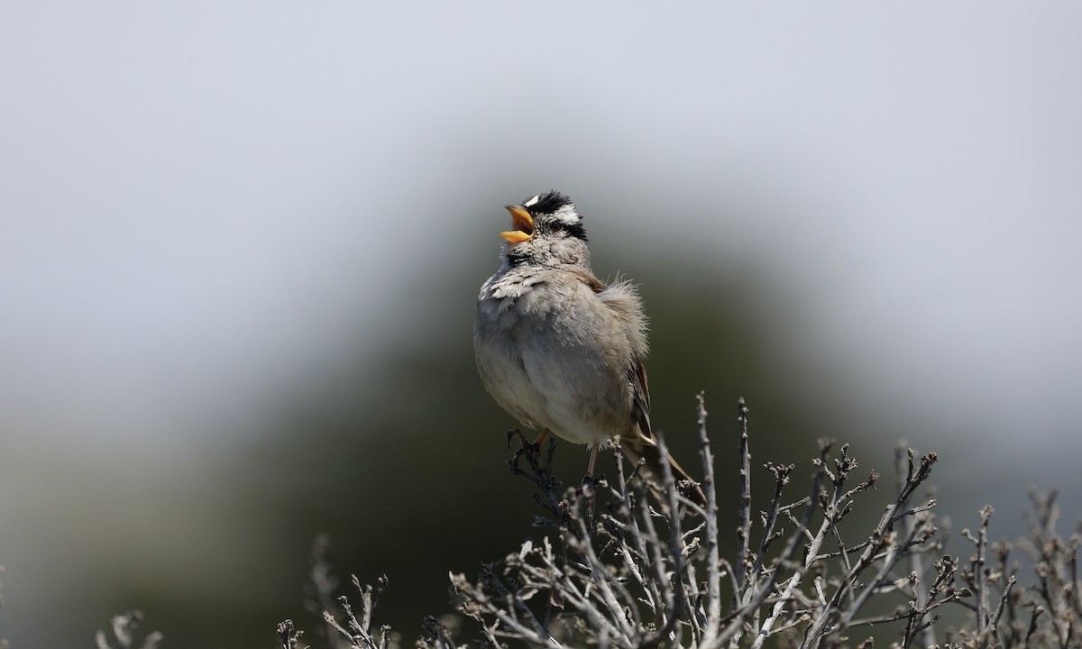 White-crowned Sparrow - Hampus Sandberg