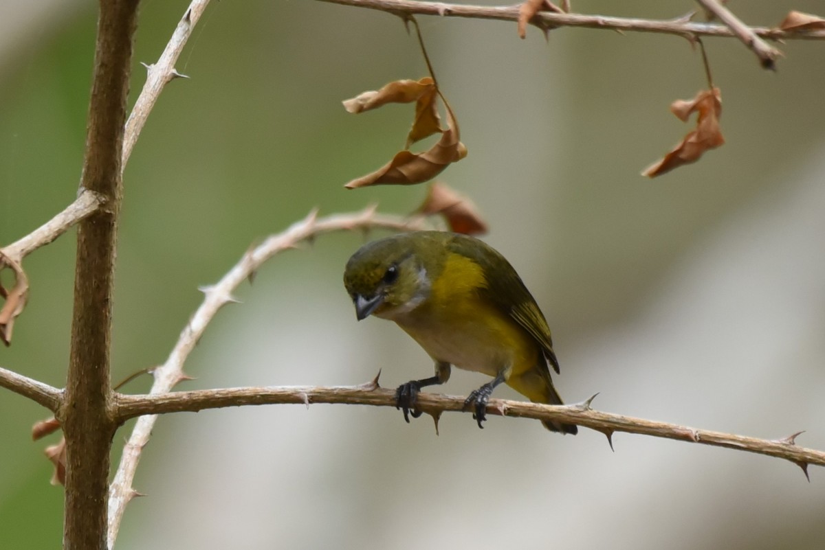 Yellow-throated Euphonia - Bruce Mast