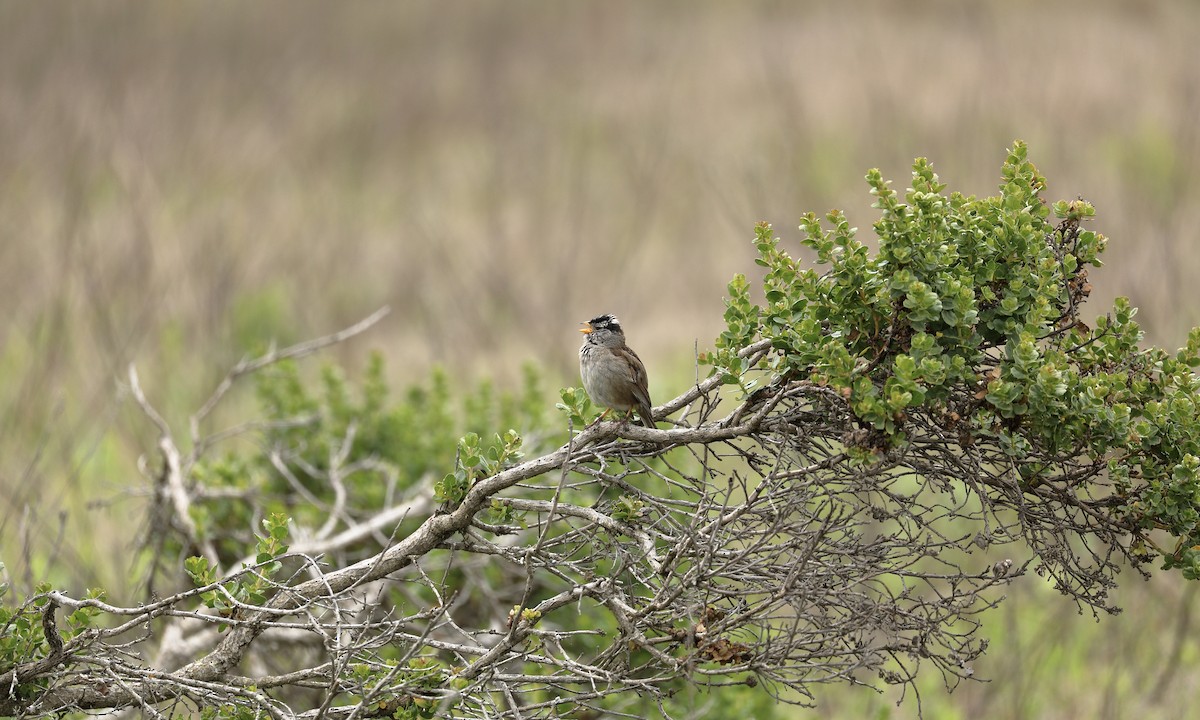 White-crowned Sparrow - Hampus Sandberg