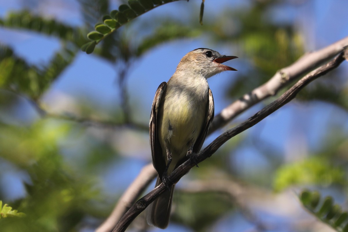 Southern Mouse-colored Tyrannulet - ML619603347