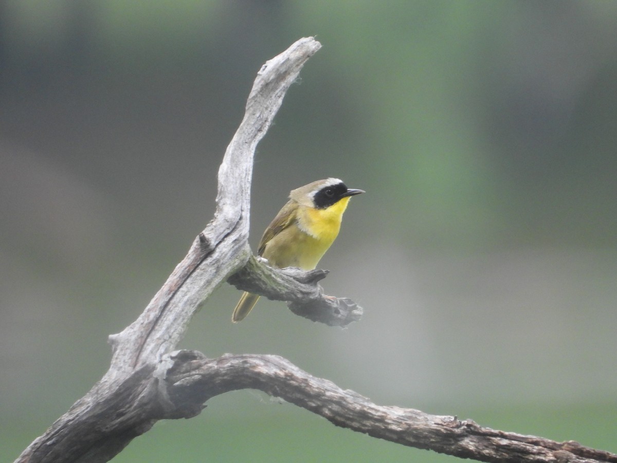 Common Yellowthroat - Amy Lyyski