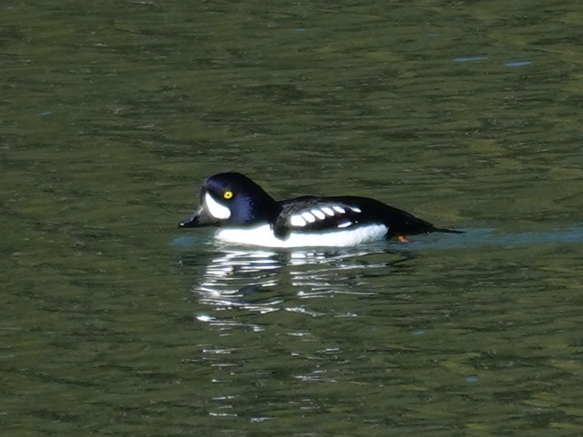 Barrow's Goldeneye - Barry Reed